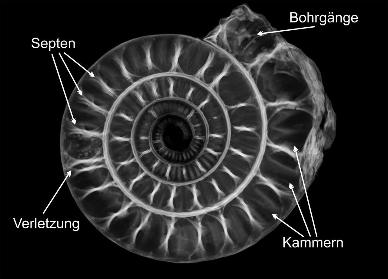 Rätsel-2-Fossilfinder-Auflösung-Alexander-Lukeneder