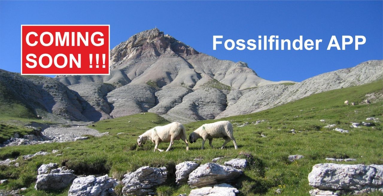 Fossilfinder APP bald verfügbar!