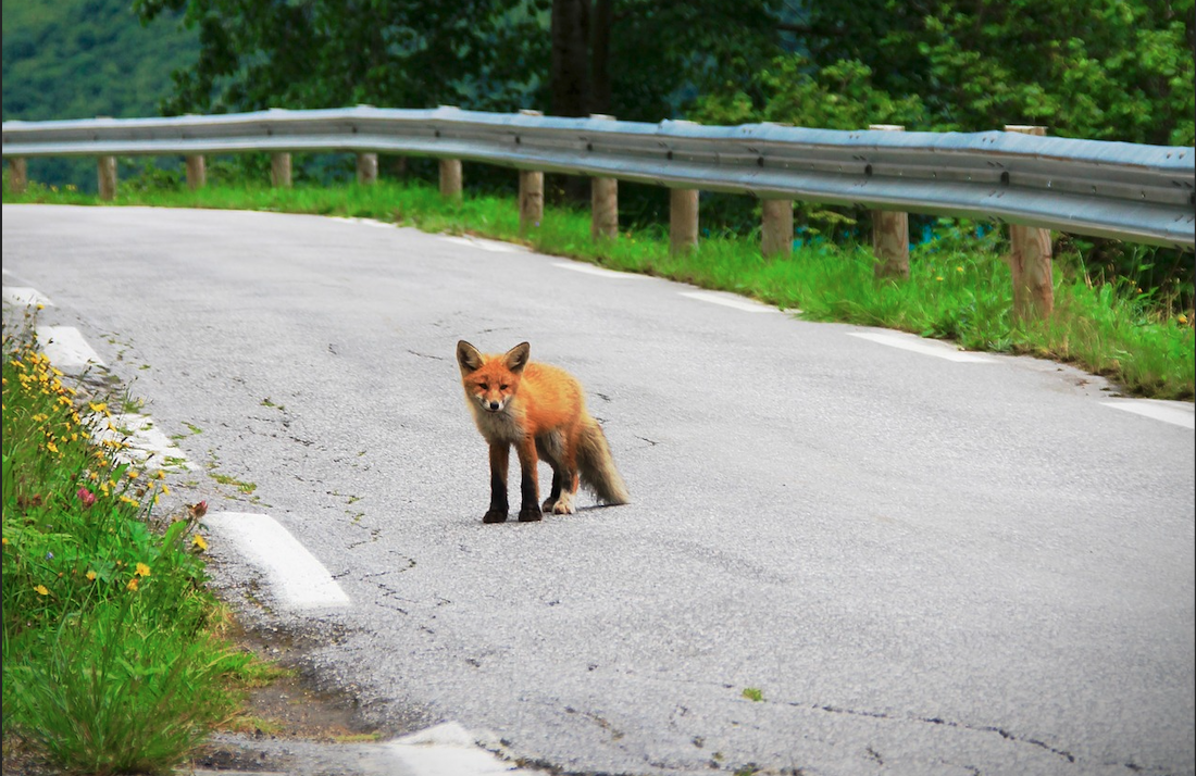 Ausschreibung einer Masterarbeit im Projekt Roadkill