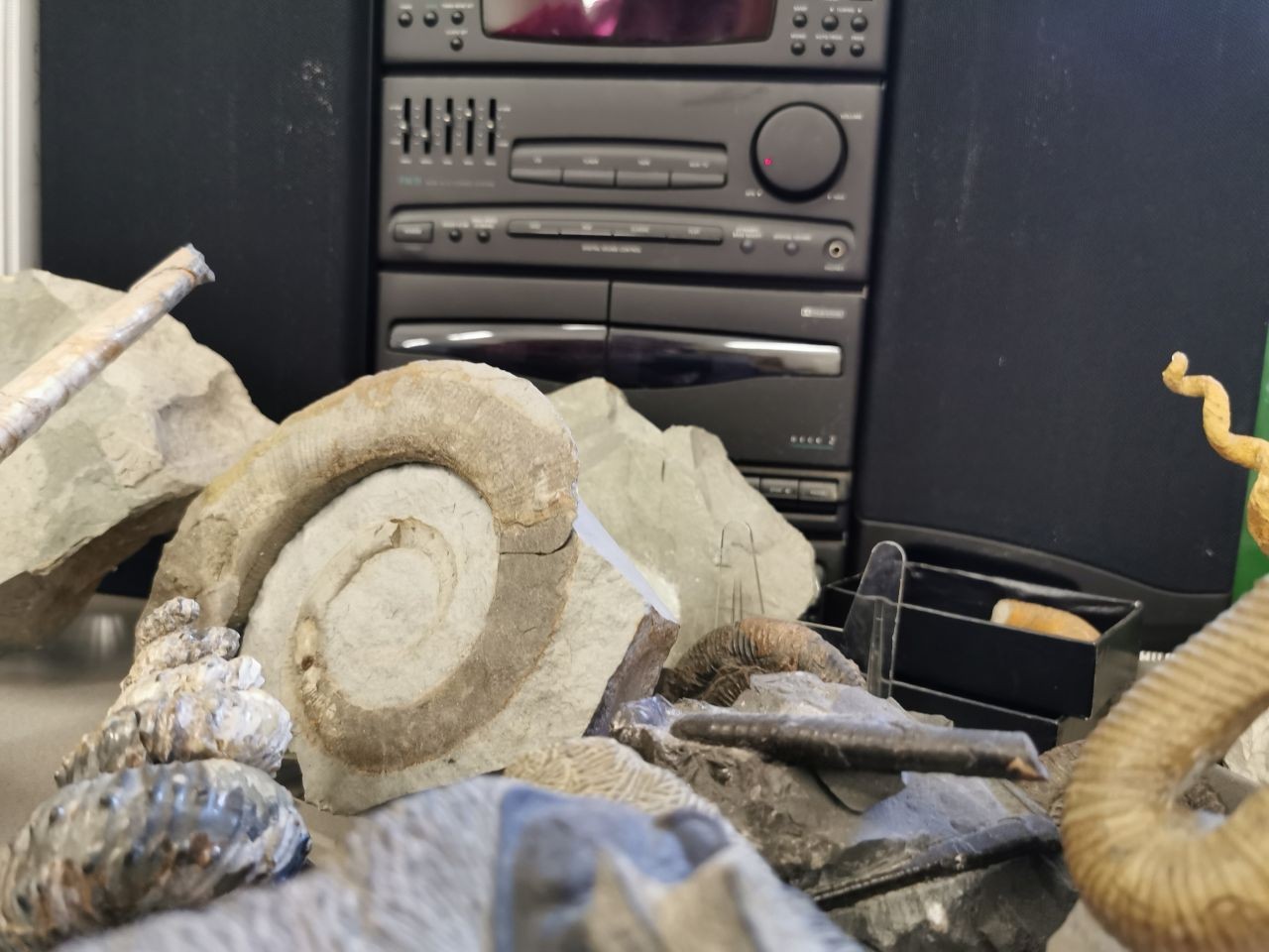 Fossilfinder-Radio-Alexander-Lukeneder