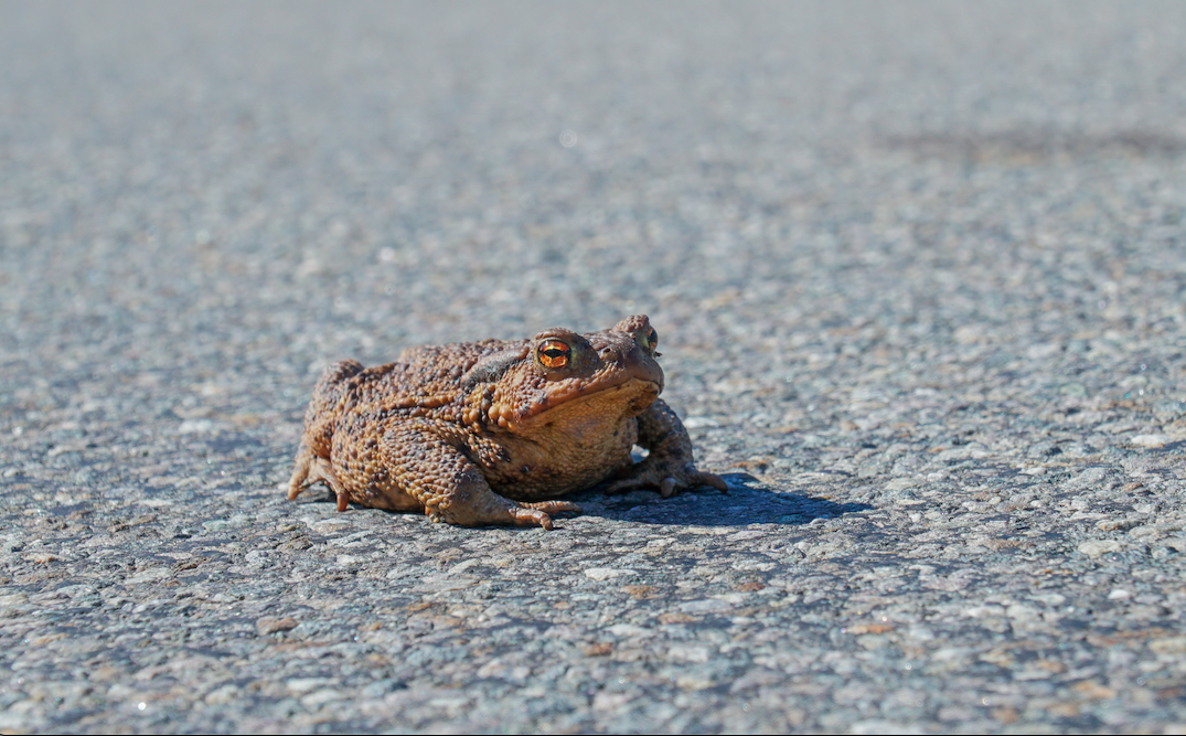 Projekt Roadkill in der ORF Sendung "Hallo Österreich"