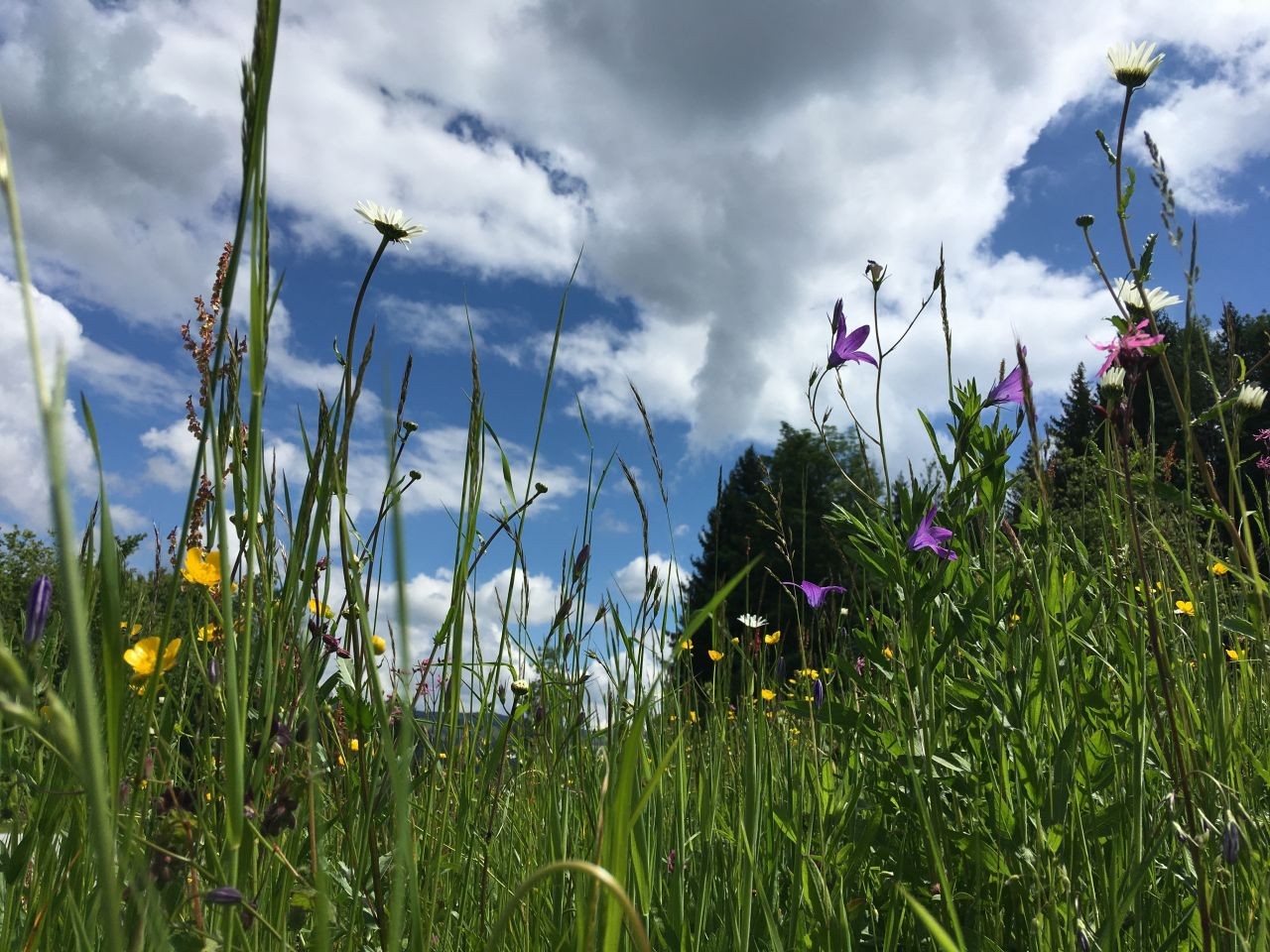 Eine bunte Extensivwiese in der Steiermark