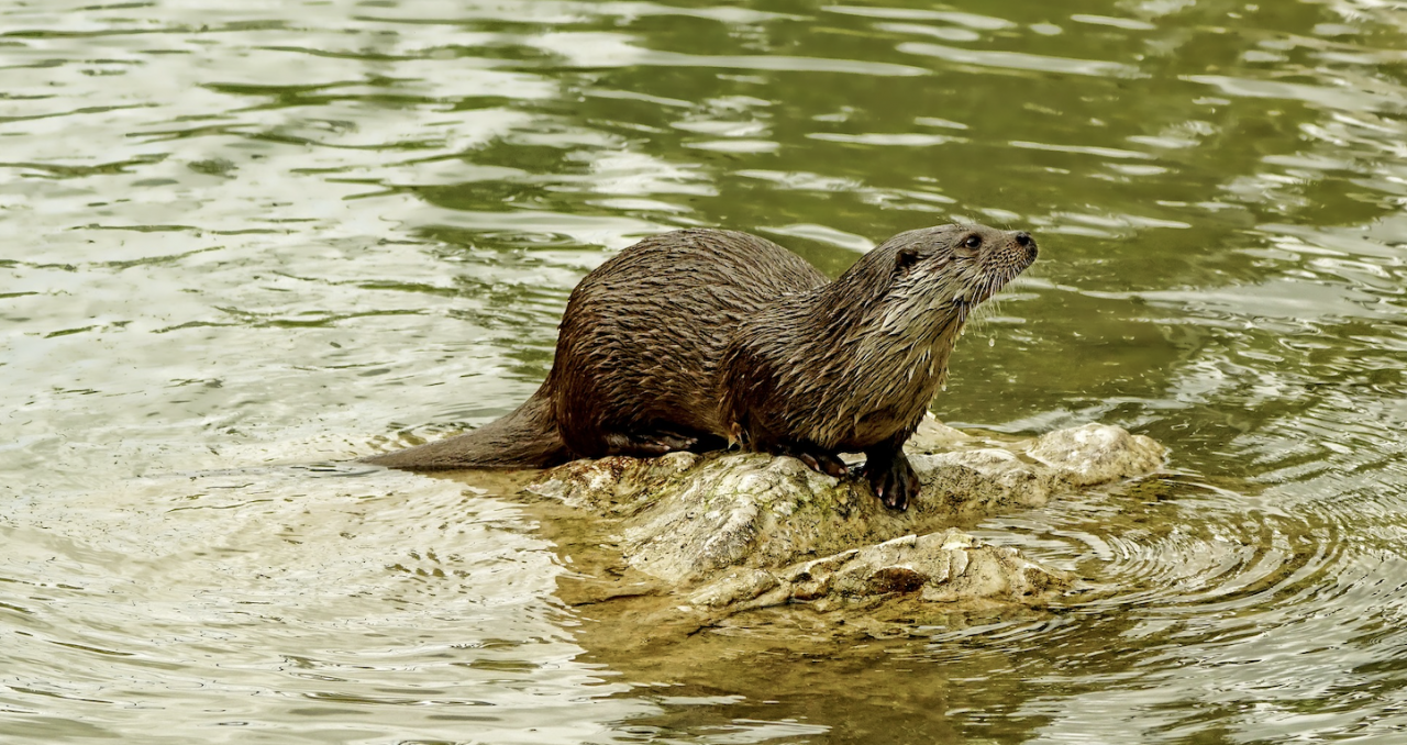 Durch Citizen Science Schutz der Fischotter an Straßenabschnitt verbessert