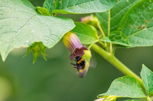 Ungarische Hummel fliegt Blüte an.