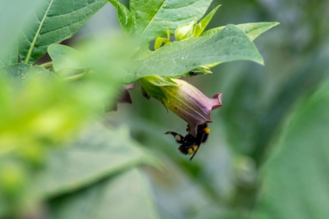 Ungarische Hummel mit Pollensack am Bein.