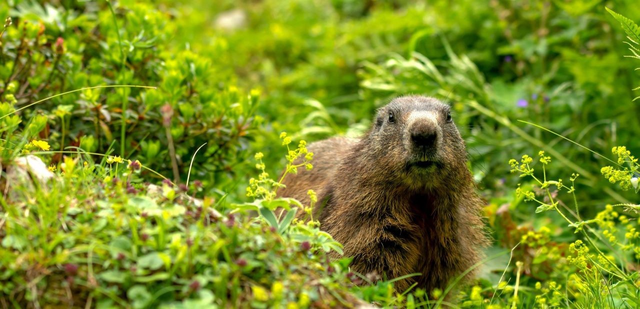 marmot-5256178_1920_schmal