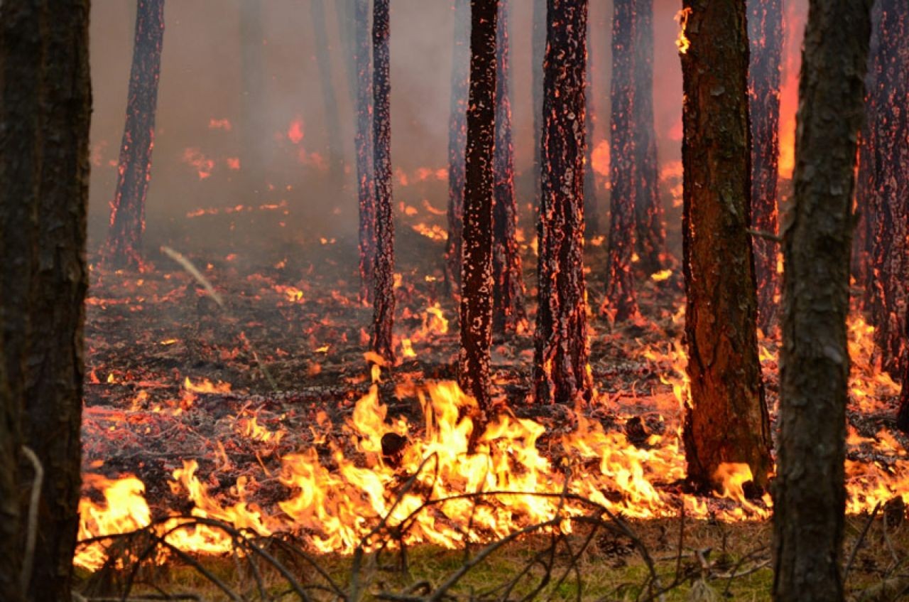 Herausforderungen der Waldbrandforschung im alpinen Raum