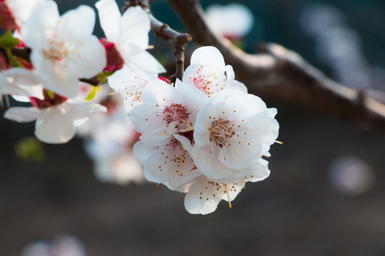 Frösche wandern zur Marillenblüte