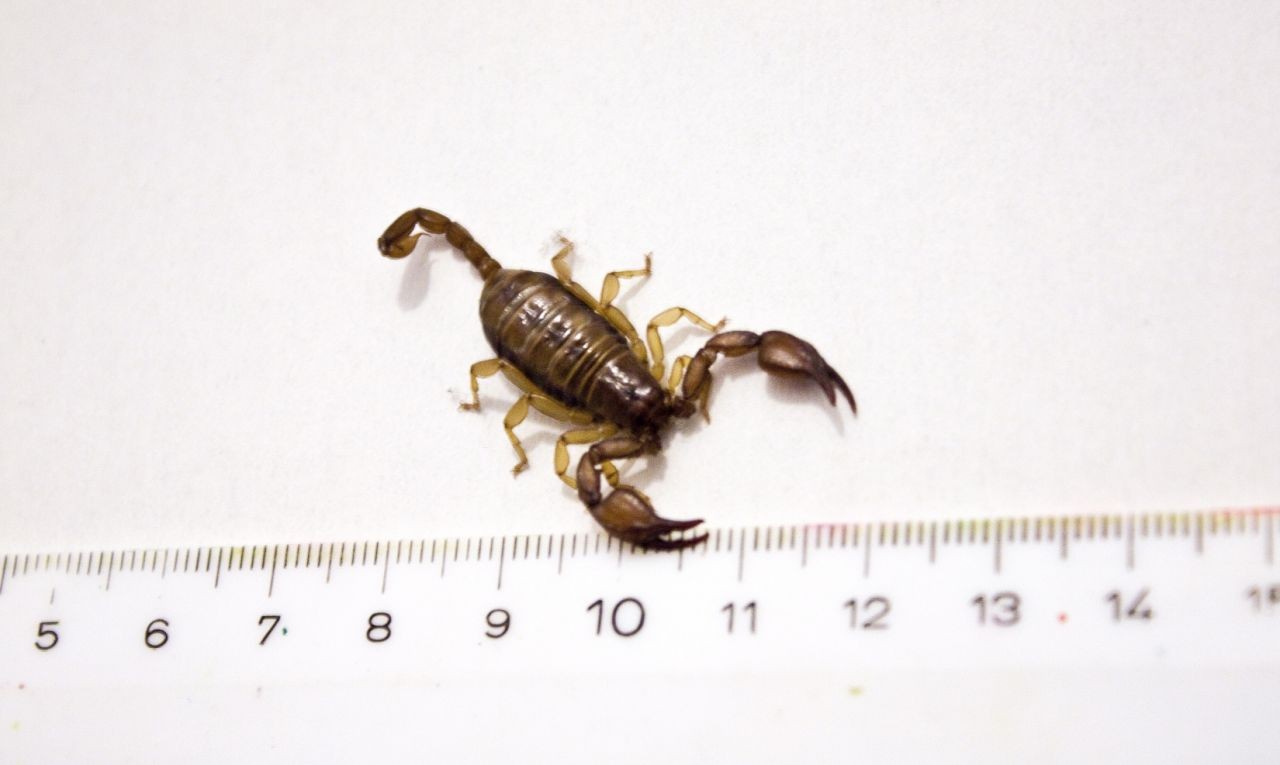 Der Skorpion von Krems - Mit Schule & Citizen Science zum Erfolg