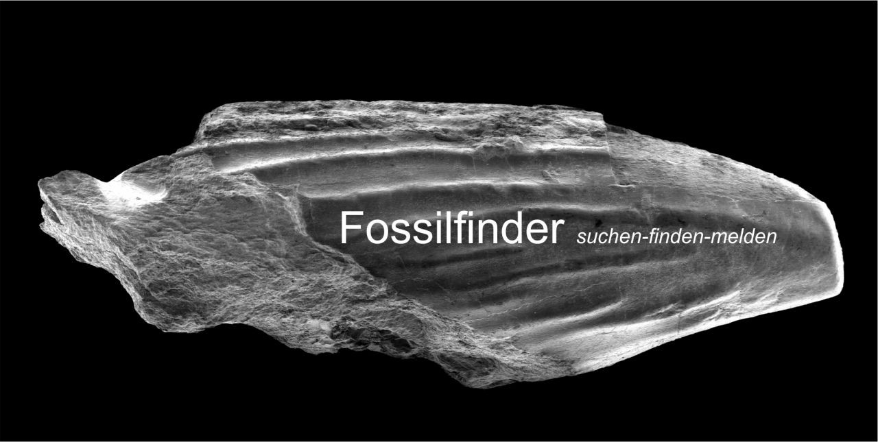 Fossilfinder Alexander Lukeneder