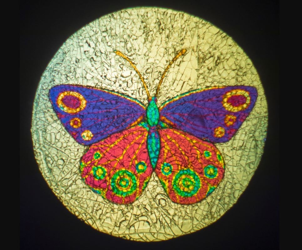Schmetterling. Ein Objekt im Repositorium Phaidra. Foto: Franz Sachslehner, Lizenz CC BY 4.0