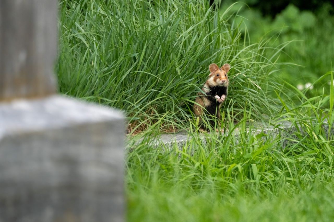 Der Feldhamster (Cricetus cricetus): Ein neugieriger Friedhofsbewohner. 