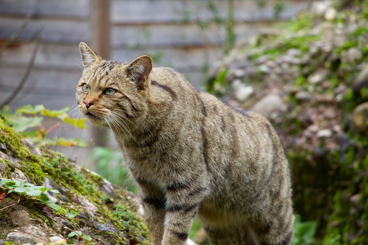 Der Standard “Erstmals Wildkatze in Tirol entdeckt”