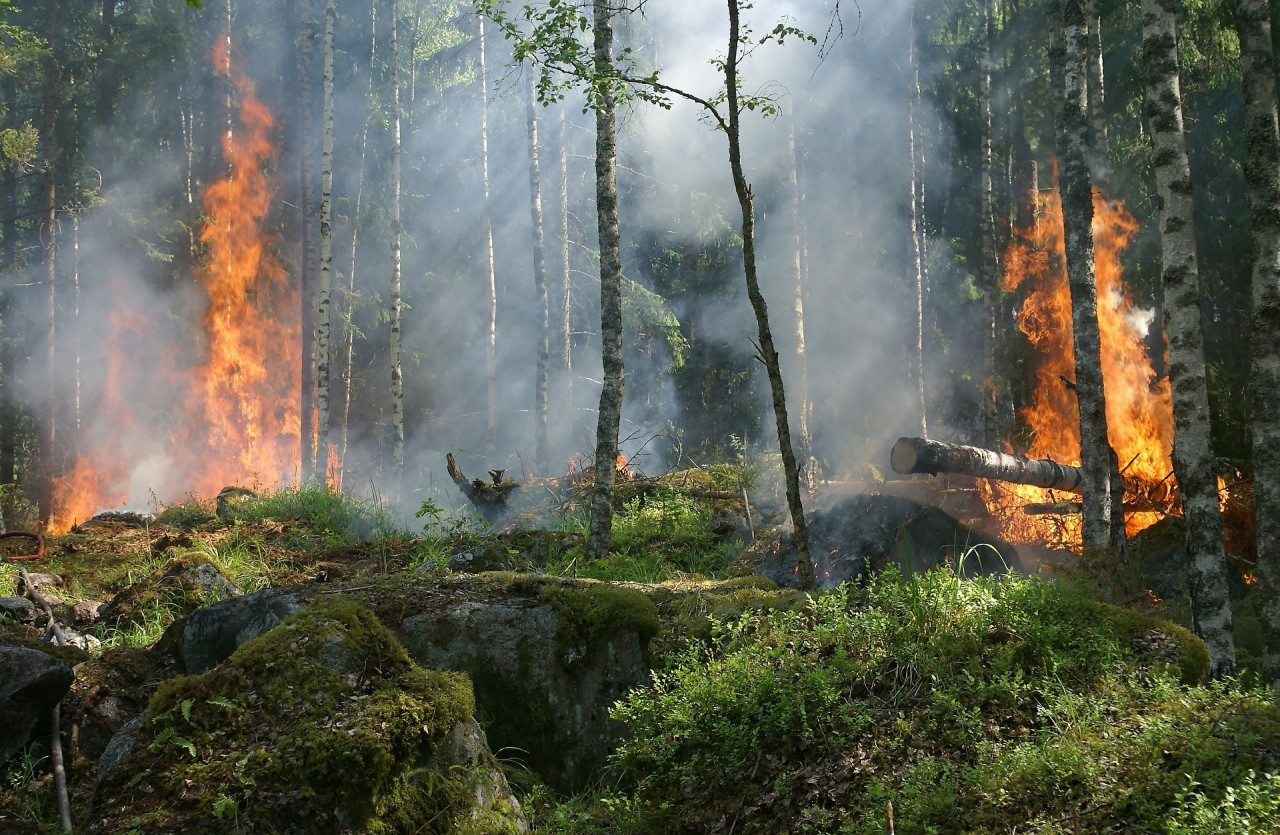 Projekt Fire-Database: Feuergefahr in Österreich derzeit sehr hoch