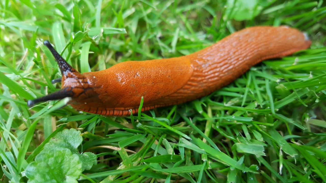 Vorkommen der invasiven Spanischen Wegschnecke in Gärten