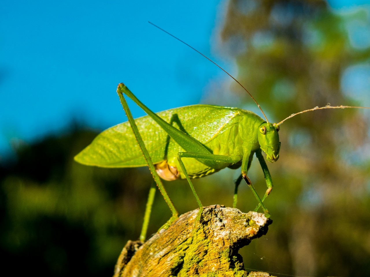 naturbeobachtung.at - Natur erleben und dokumentieren