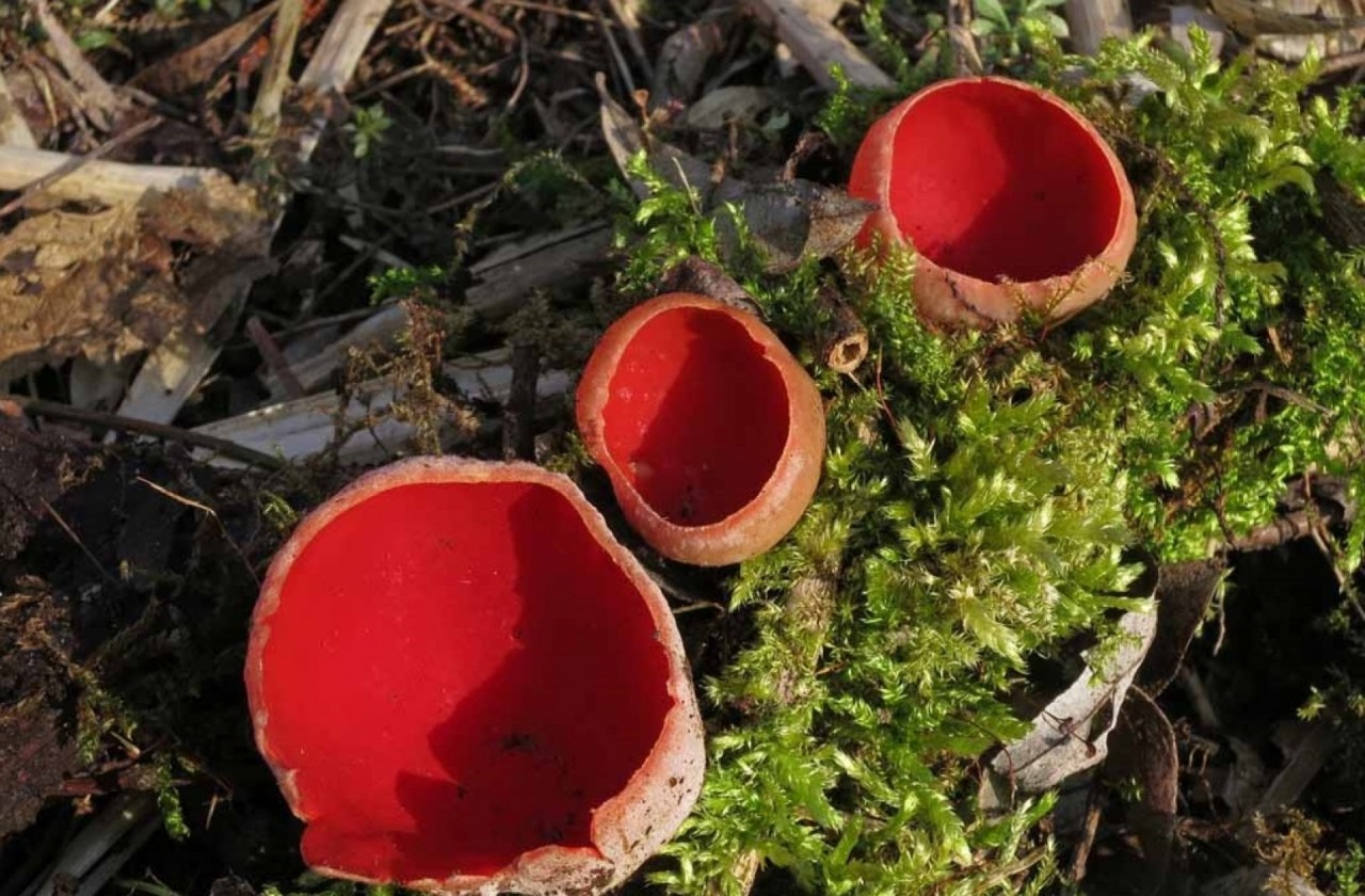 Mykodata - Pilze in Österreich