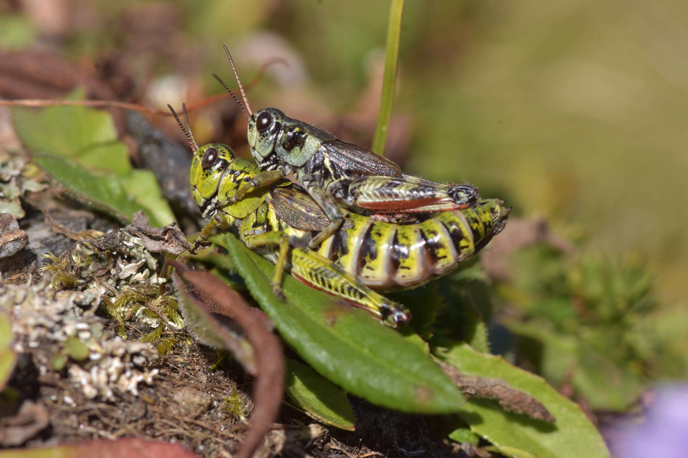 Bild naturbeobachtung.at Nordische Gebirgsschrecke johann neumayer