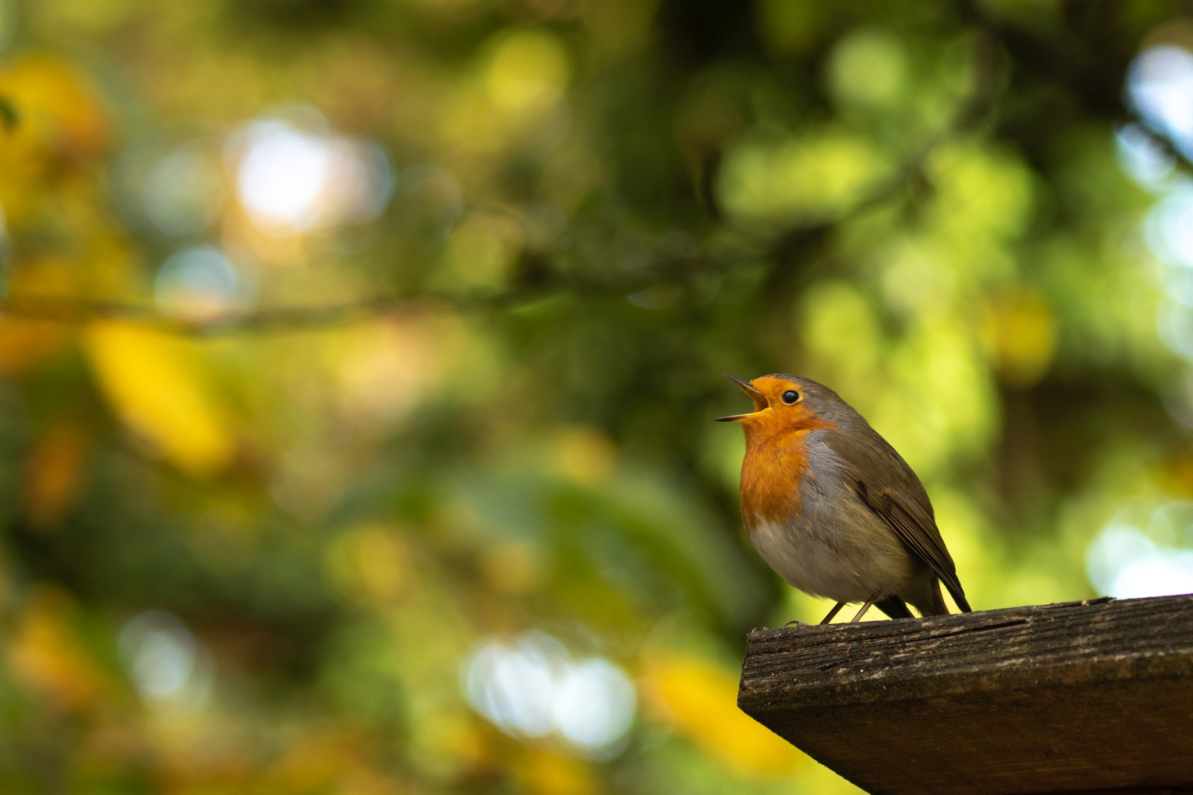 Robin CmomentsinnaturebyAntjeSchultner flickrcom CCBYSA2 0 small