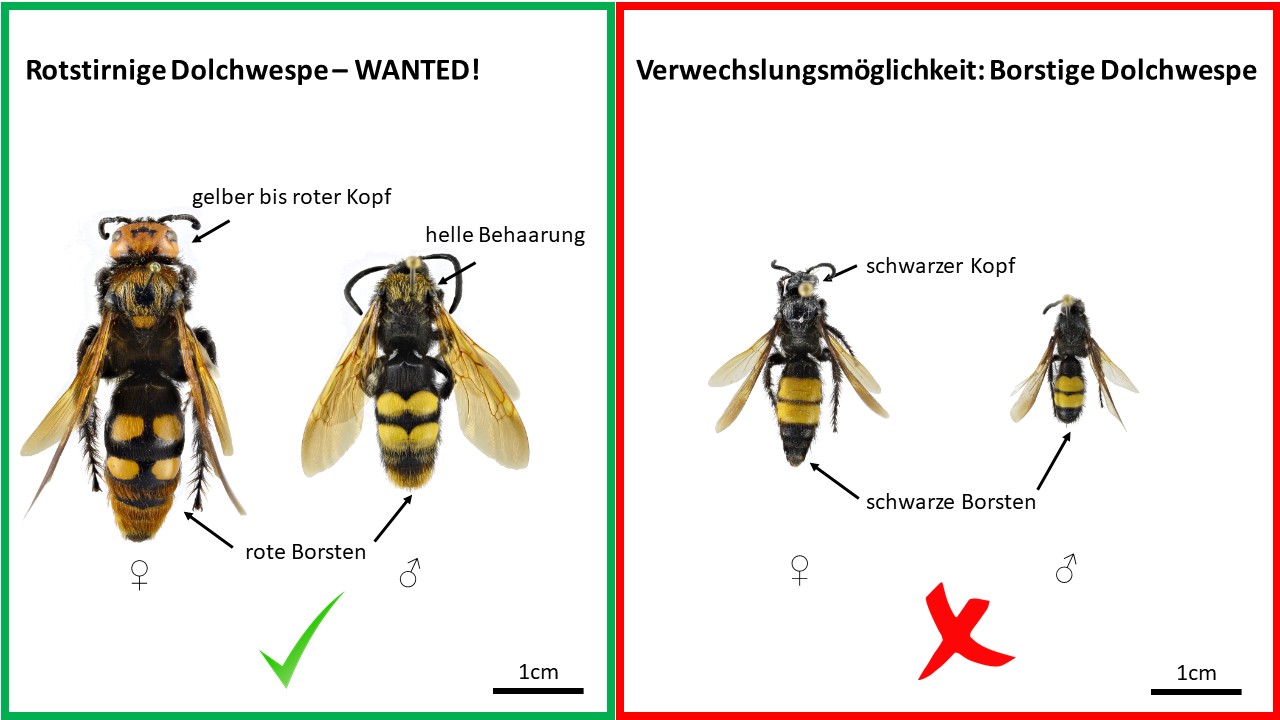 tafel vergleich quer2