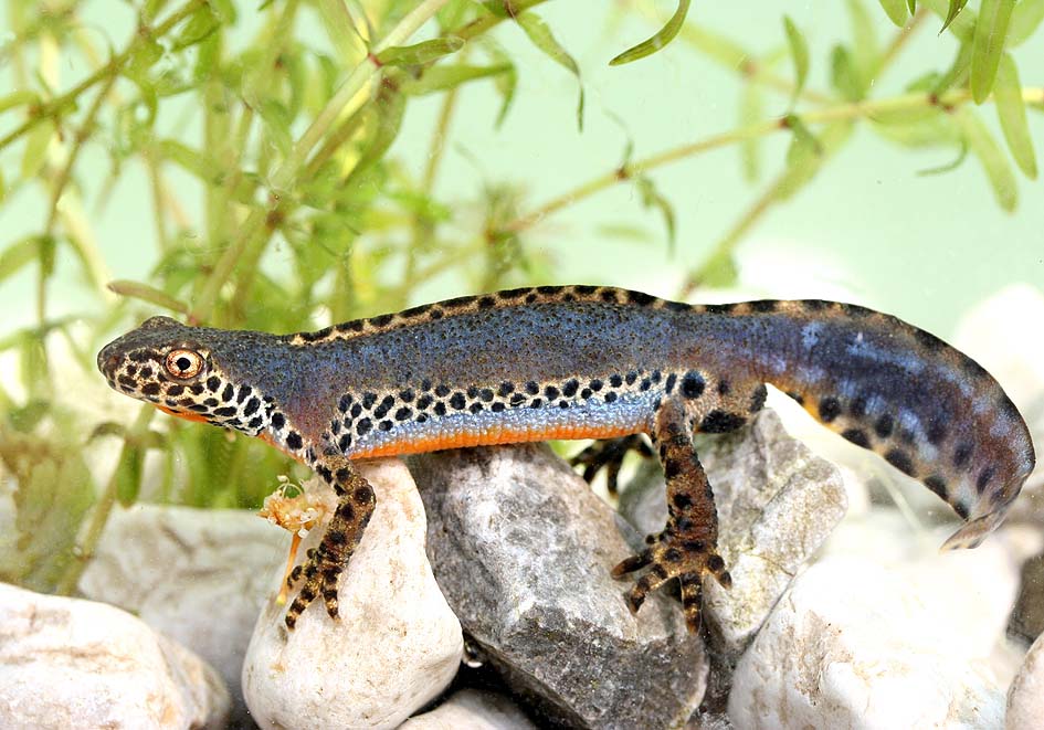 Ichthyosaura alpestris Berg Alpenmolch RudiHofer