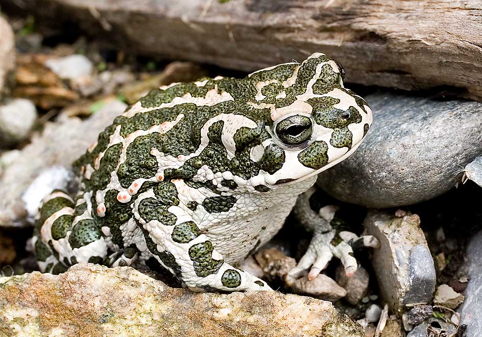 WechselkröteEpidalea viridis Bufo viridis Wechselkröte RUDI HOFER Focusnatura