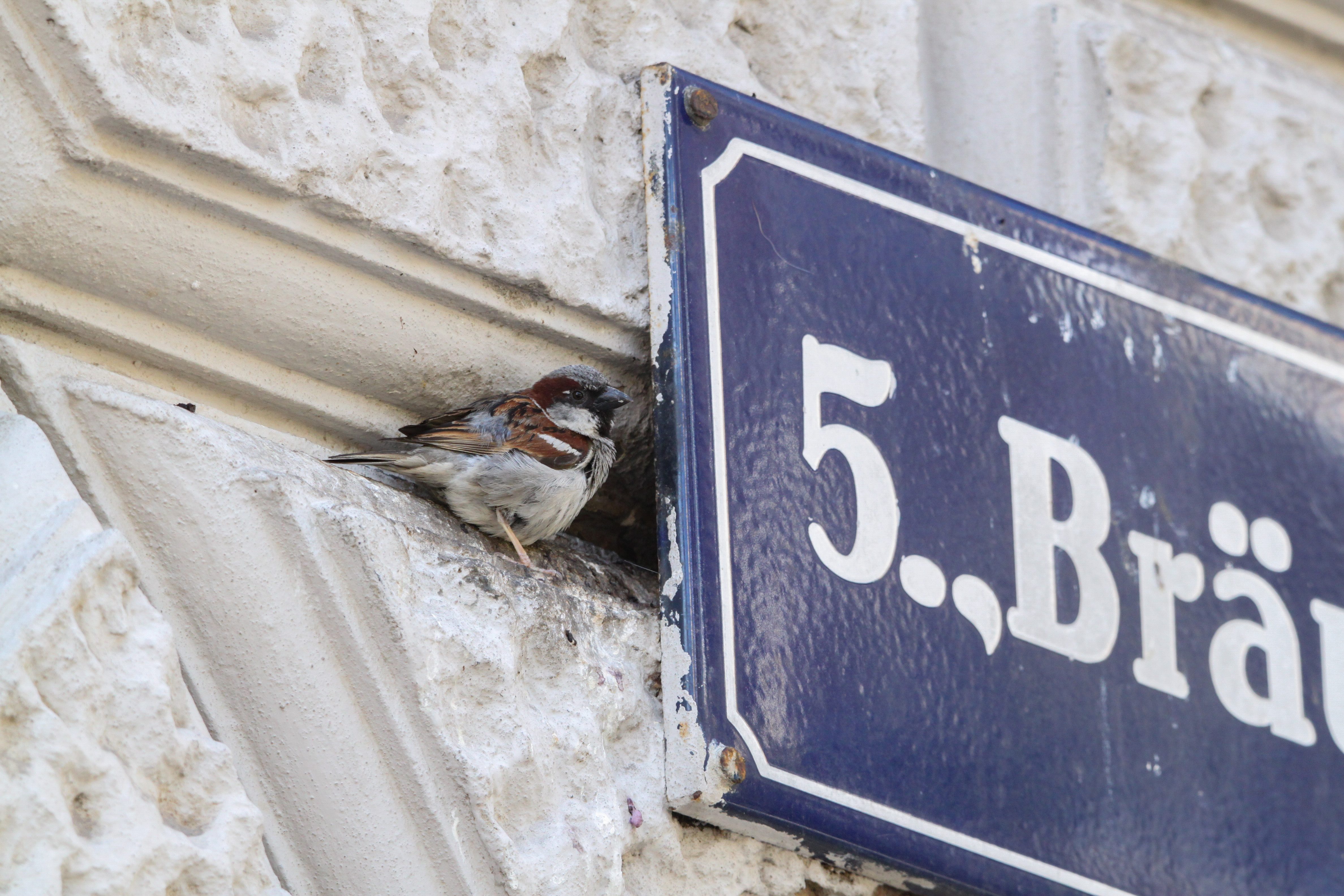 haussperling c matthäus greilhuber stadtwien umweltschutz (3)