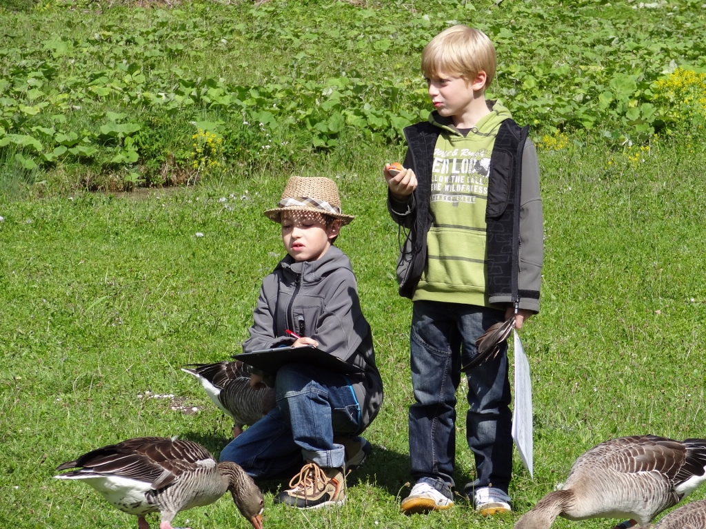 Kinder in der Wiese, mit Graugänsen