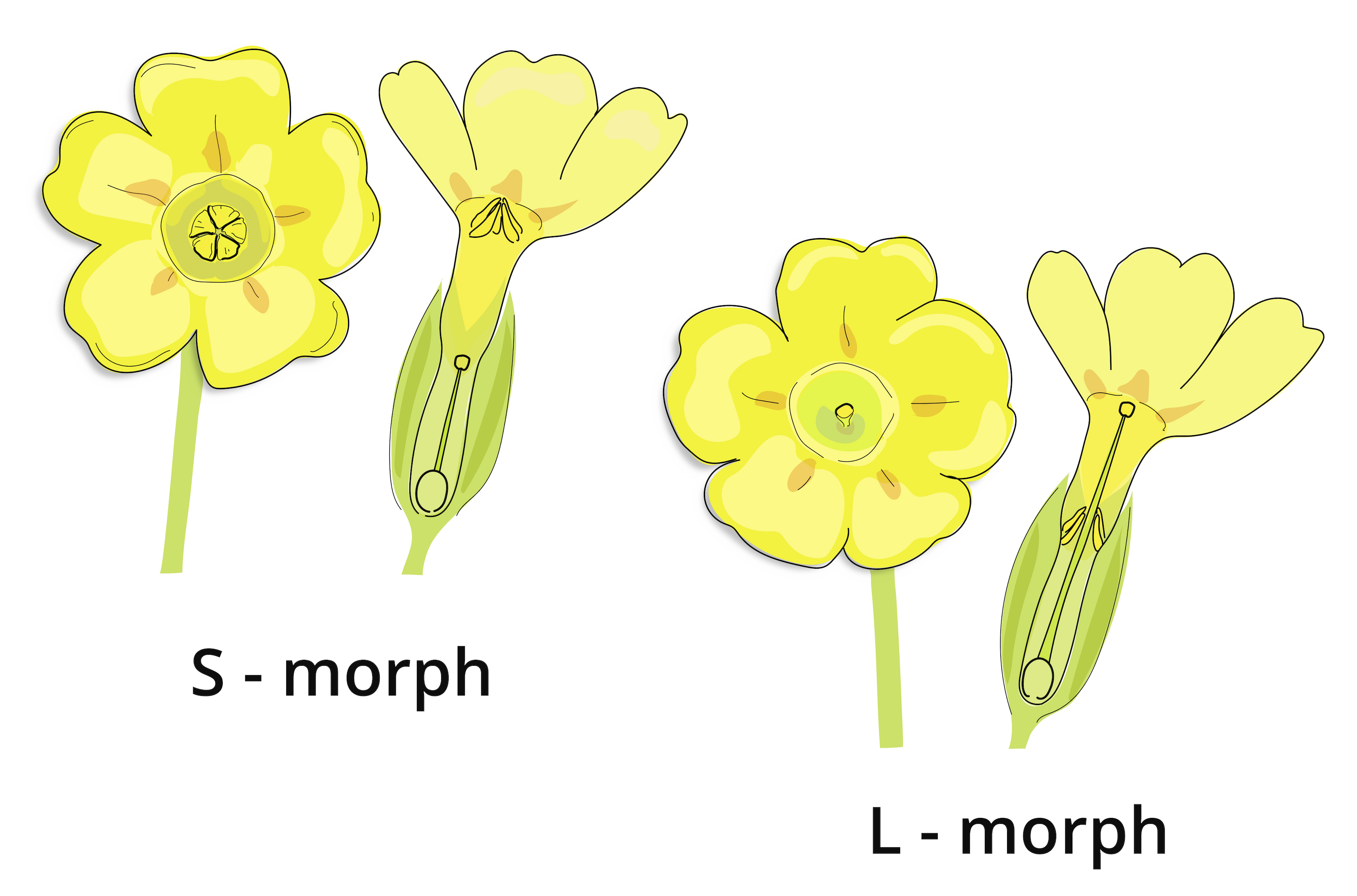 Morph drawing DE