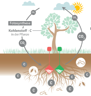 Kohlenstoff Kreislauf from Flyer Pic