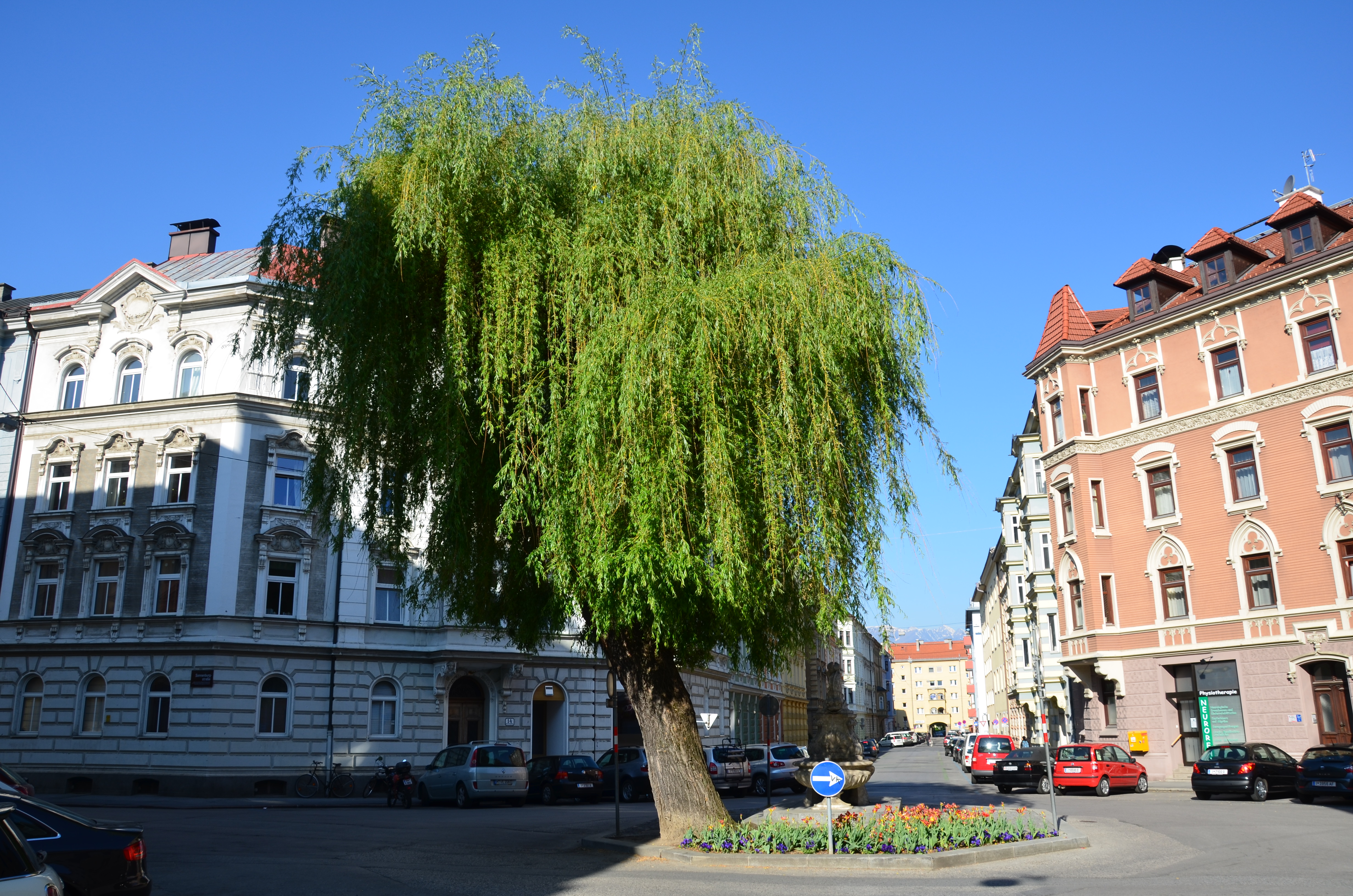 Baum in der Mitte eines Kreisverkehrs, Häuser