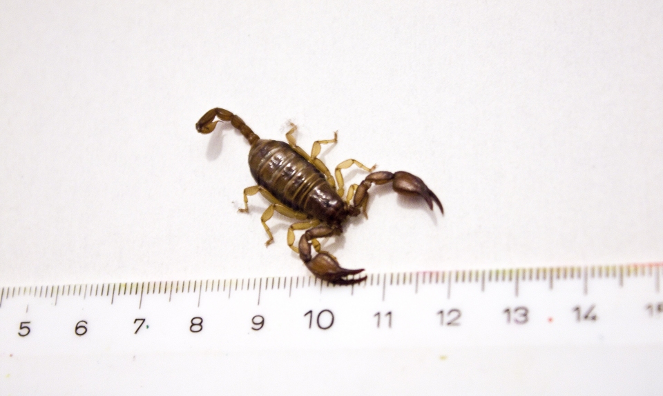 Kremser Skorpion - Österreich forscht