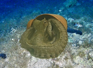 Octopus Den Initiative