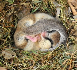 Forest dormouse in hibernation