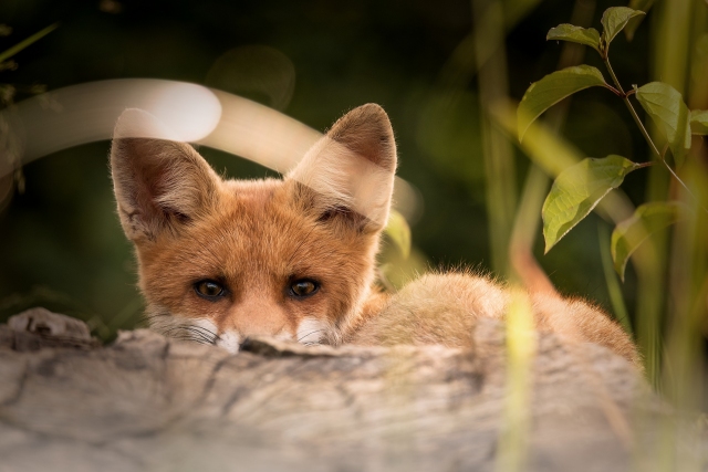 Wildtiere in Wien wird StadtWildTiere.at