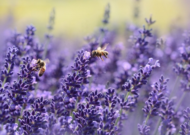 C.S.I. Pollen - Ermittlungen ganz ohne Special Effects