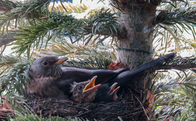 Brutvogelmonitoring