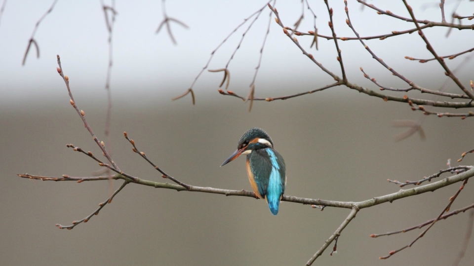Neu auf "Österreich forscht": ornitho.at