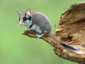 Garden dormouse