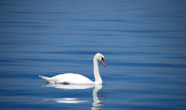 Wasservogelzählung