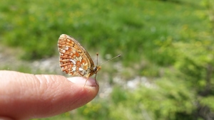 Viel-Falter: Butterfly Monitoring