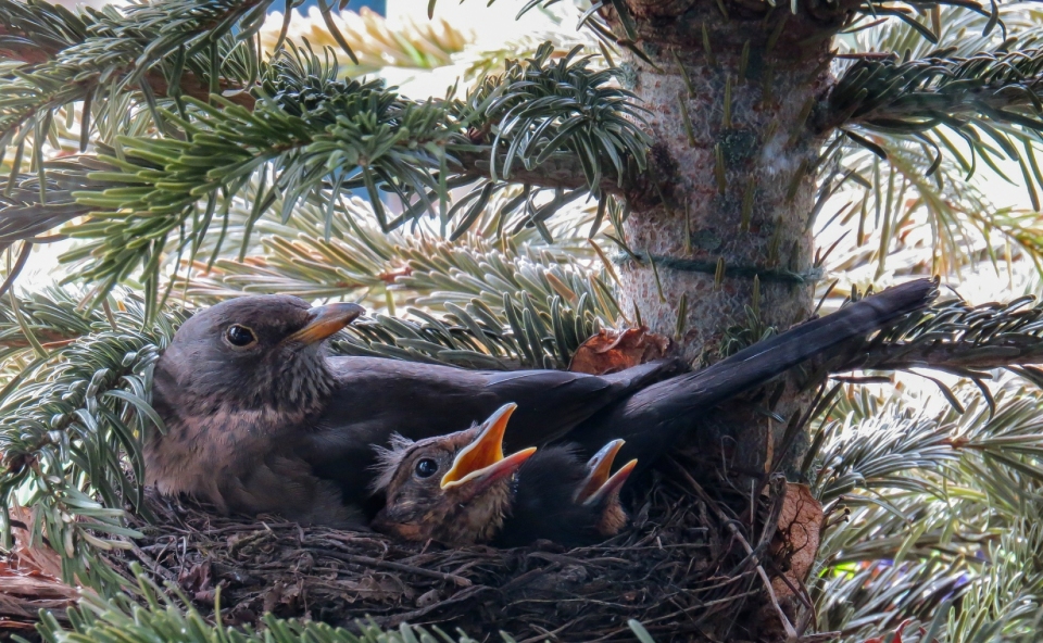 Neu auf "Österreich forscht": Brutvogelmonitoring