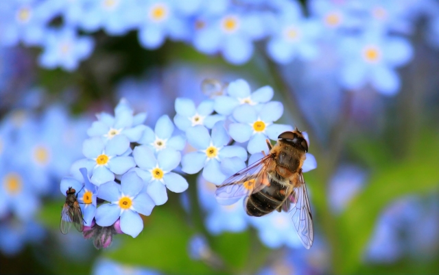 Bienencheck: Ein neues Projekt auf www.citizen-science.at