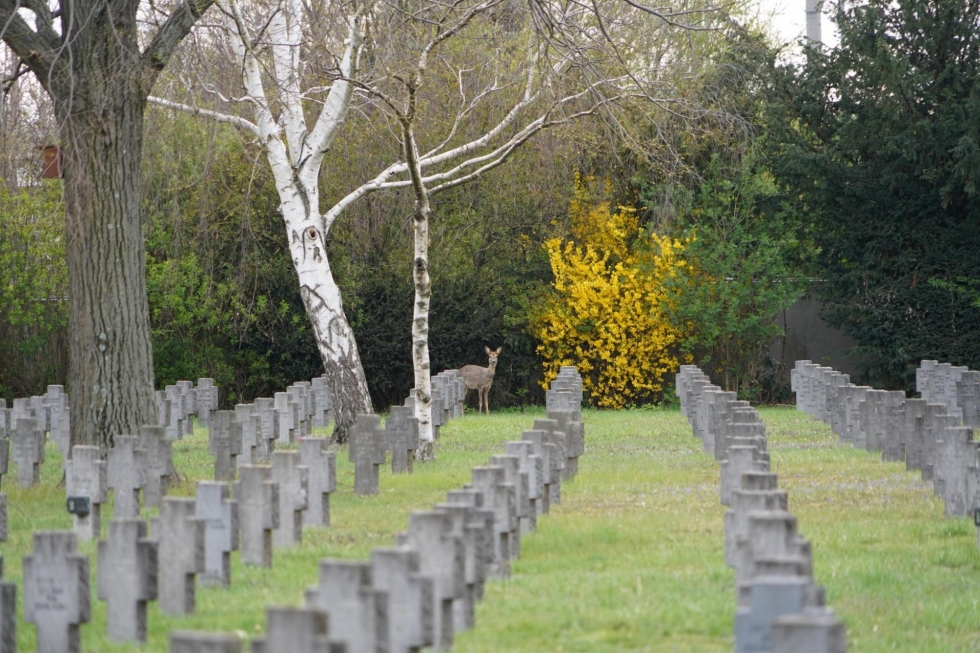 Biodiversity at cemeteries