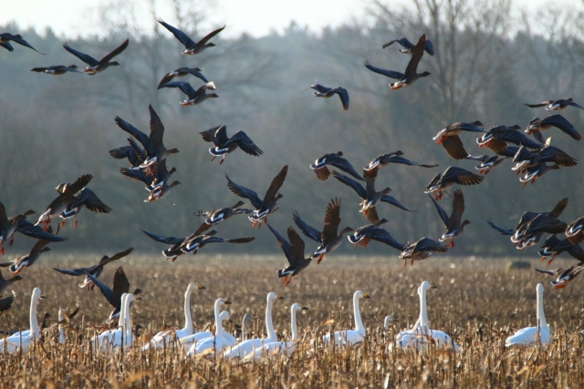 Birdlife Austria