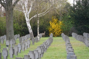 Biodiversität am Friedhof