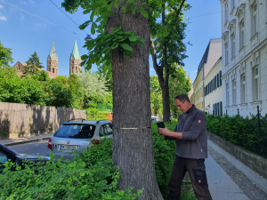 city-tree-soil