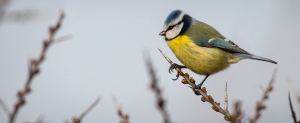 Blue Tit