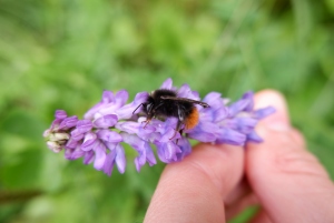 Bumblebee Monitoring Austria