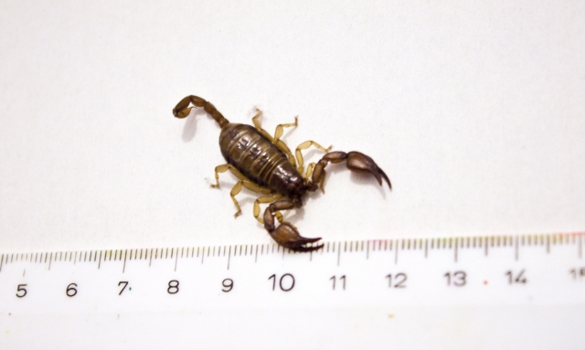 NEU: Kremser Skorpion